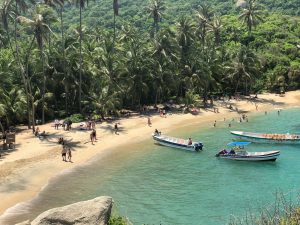 three boats near seashore surrounded by palm trees